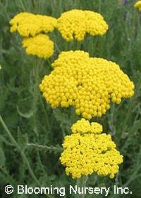 Achillea 'Coronation Gold'          